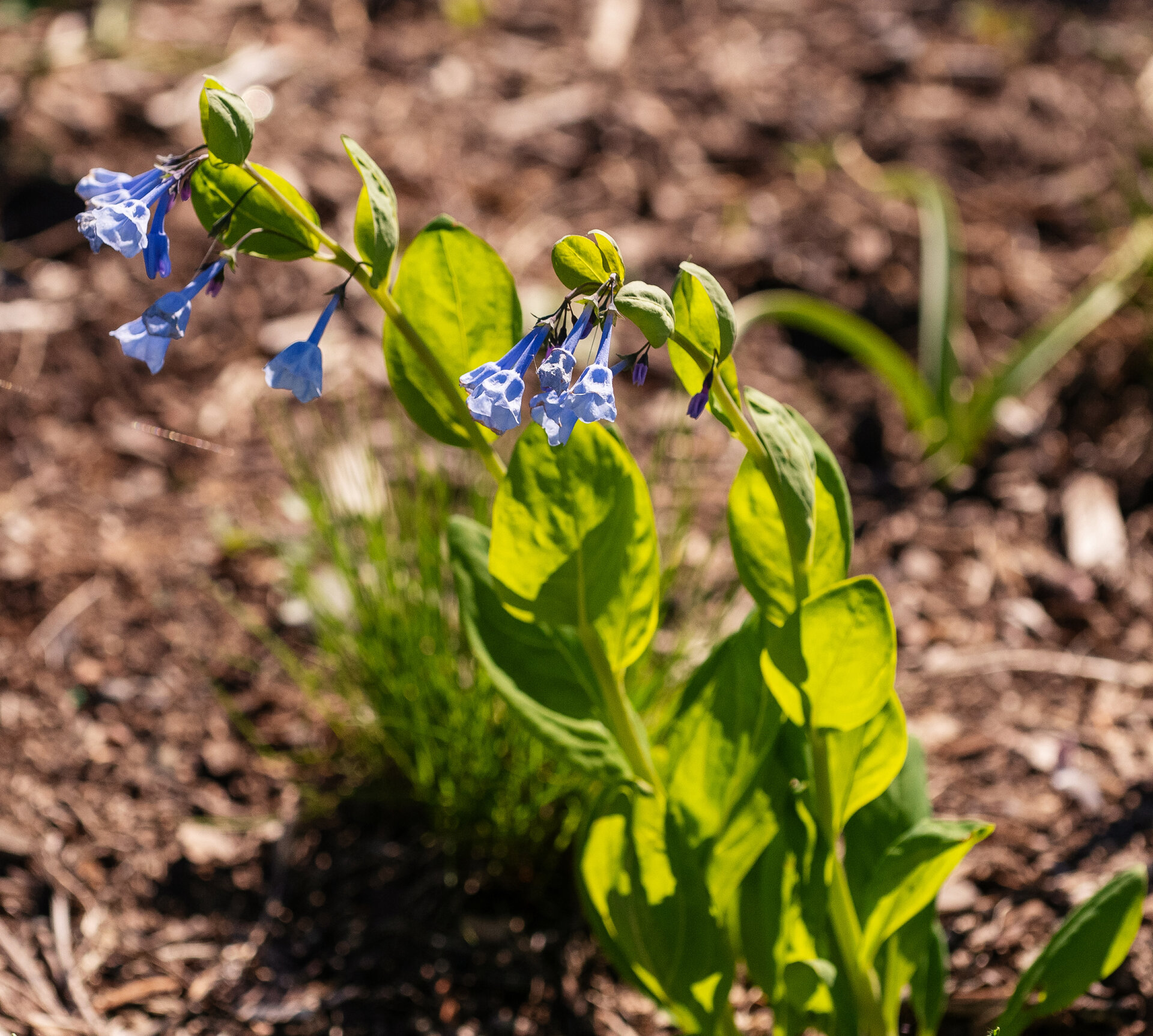 Mertensia virginica